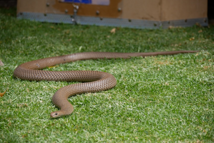 A brown snake on grass