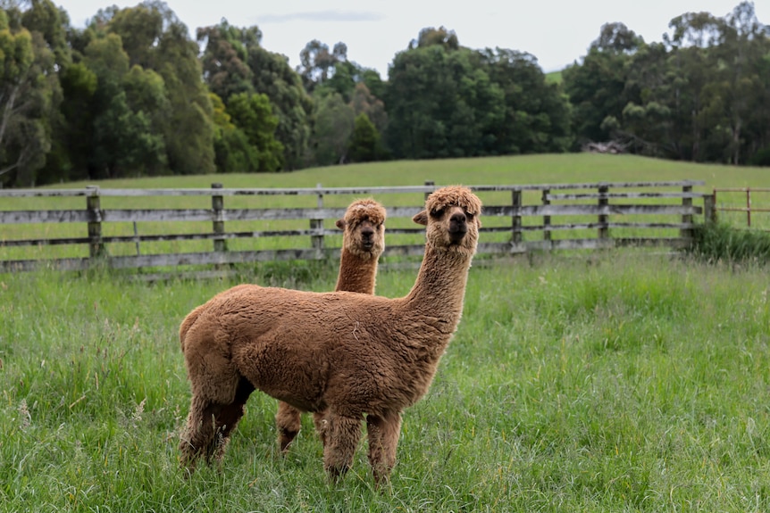 Two brown alpacas stand in a green paddock with a second paddock and trees in background