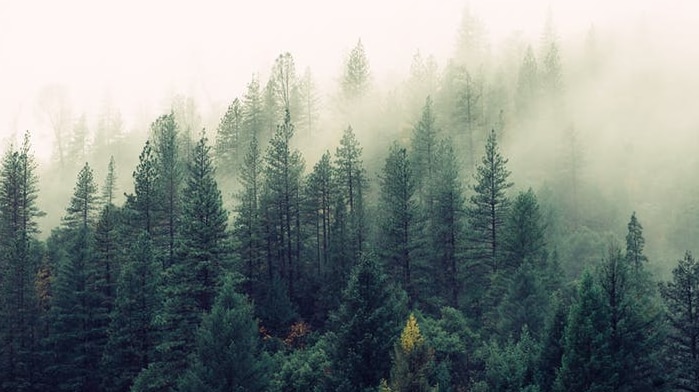 Picture of trees in the mist