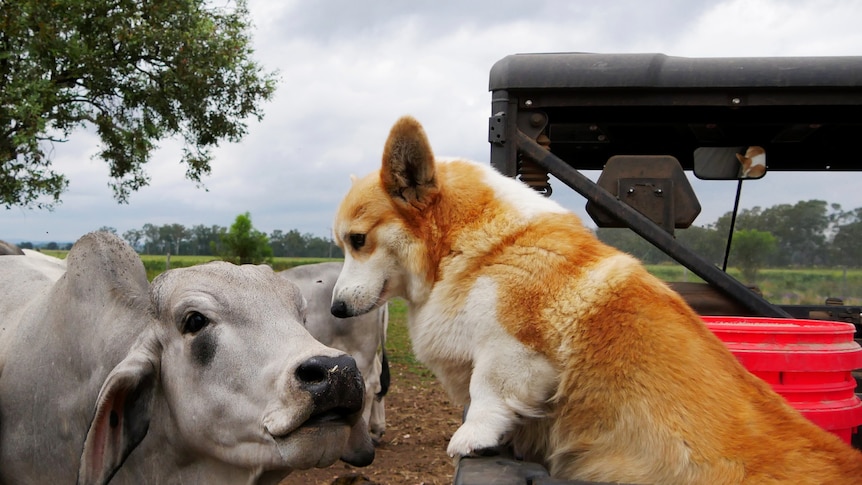 A bull sticks its head close to a corgi, that can be seen standing on the tray of a buddy in a paddock. 