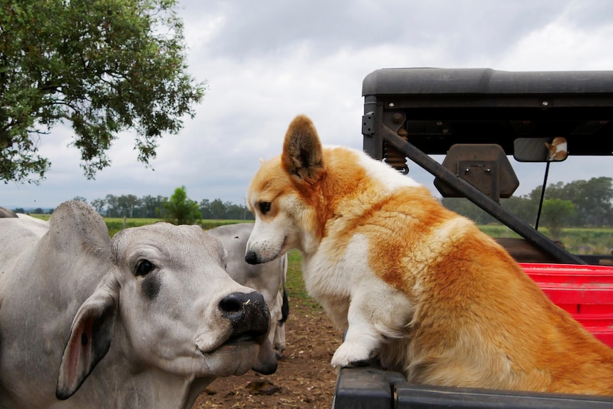 A bull sticks its head close to a corgi, that can be seen standing on the tray of a buddy in a paddock. 