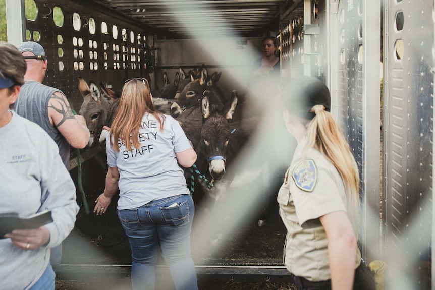 A group of donkeys on a livestock truck with helpers tending to them.