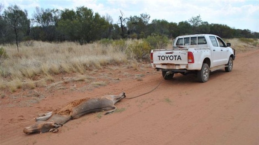 Police say the donkey carcass was being towed with a chain.