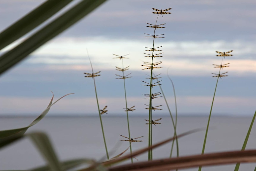 A stack of dragonflies perched on a palm frond leaf.