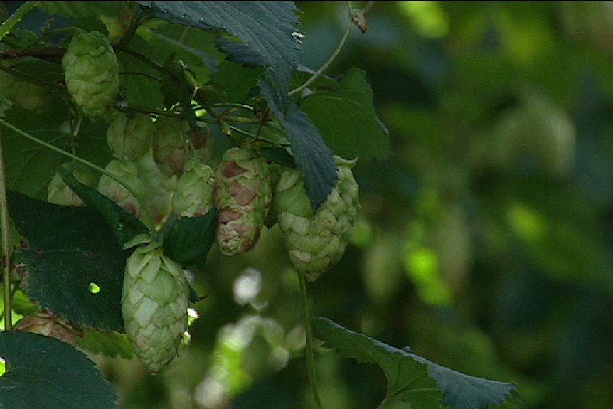 Hop Products Australia harvesting