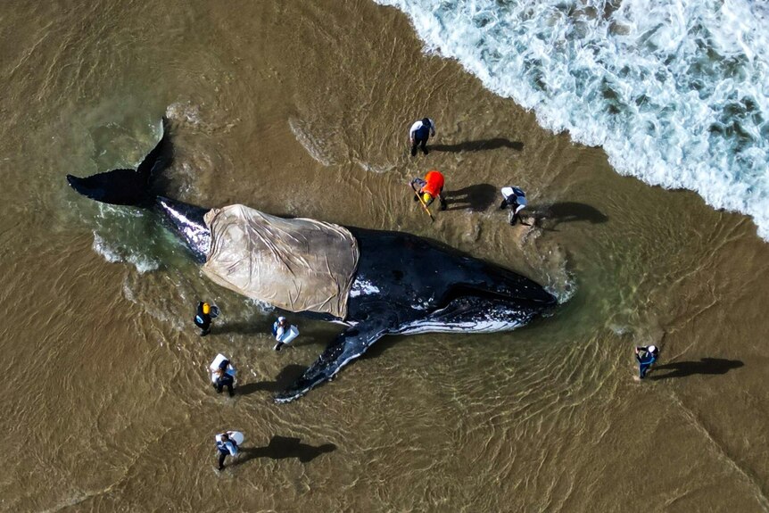 An aerial shot of a beached whale with about eight people around it and a cover over a quarter of the whale's body.