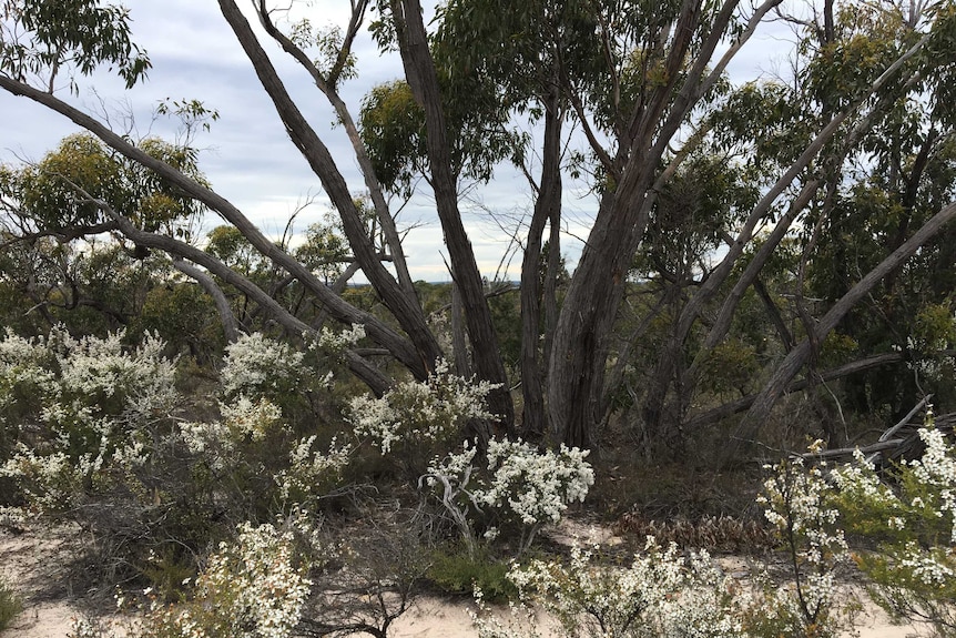 Little Desert