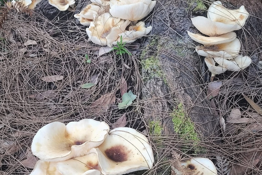 Large white mushrooms growing at the base of a tree.