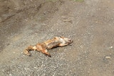 Fox carcass found by member of the public, northern Tasmania.