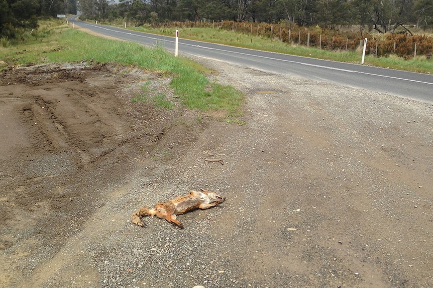 Fox carcass found by member of the public, northern Tasmania.