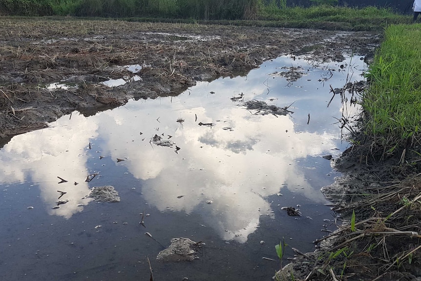 A field of rice is flooded with water.