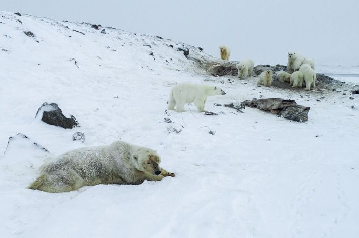 A number of polar bears late on rocks and stand around in snow.