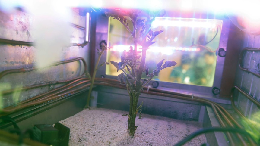 Potato plant grows inside a Mars simulator in Lima, Peru.