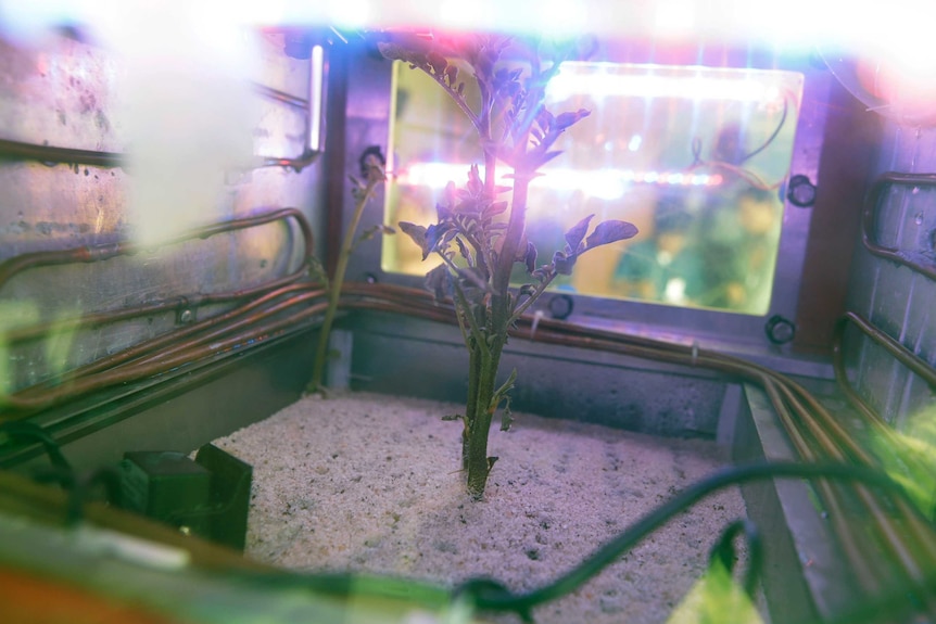 Potato plant grows inside a Mars simulator in Lima, Peru.