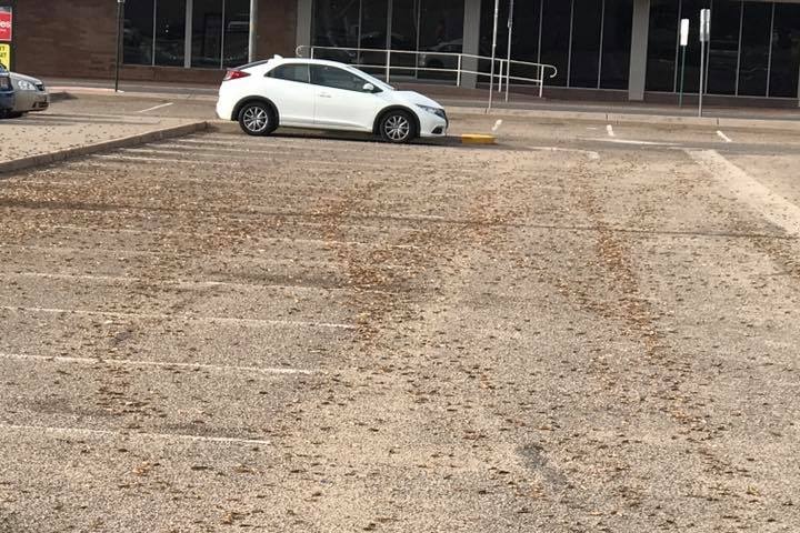 Yellow-winged grasshoppers in a supermarket carpark in Alice Springs