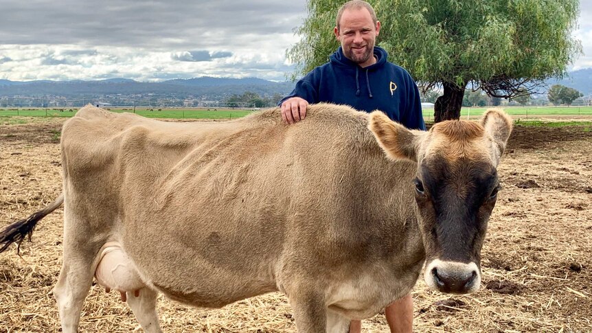 Todd Wilson stands behind a creamy coloured jersey cow.