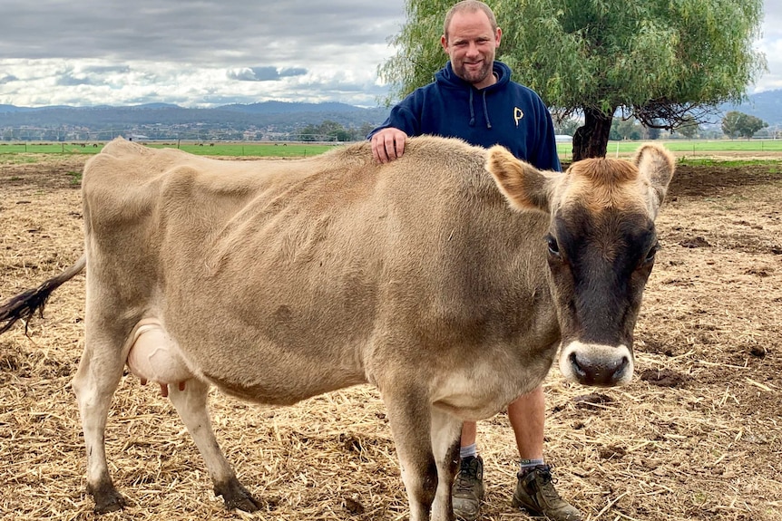 Todd Wilson stands behind a creamy coloured jersey cow.