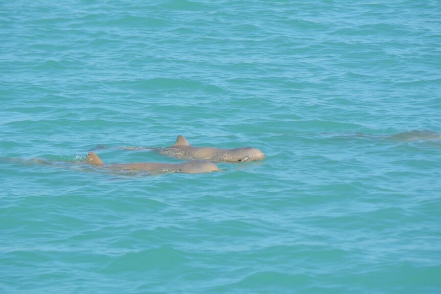 2 snubfin dolphins moving through Roebuck Bay in Broome 