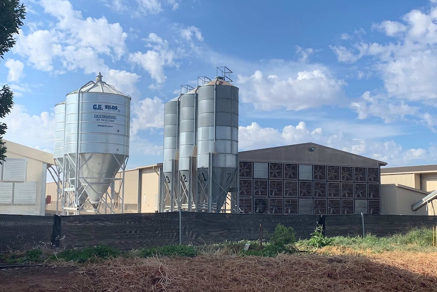 A large shed sits next to big metal silos on a farming property.