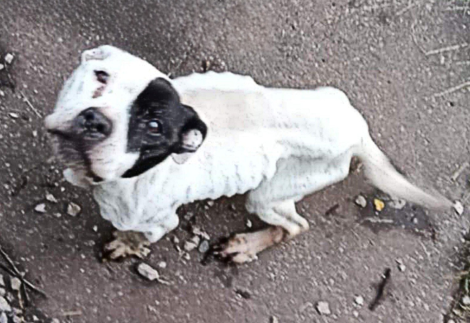 Underfed dog looks up at the camera.