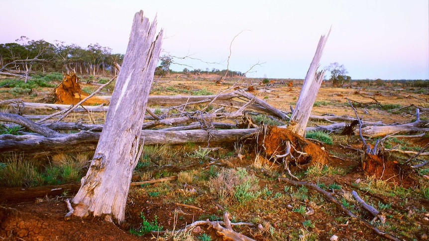Land clearing of Brigalow country