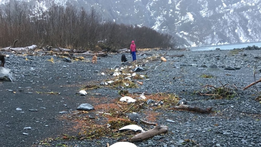 Dead birds on a rocky shore.