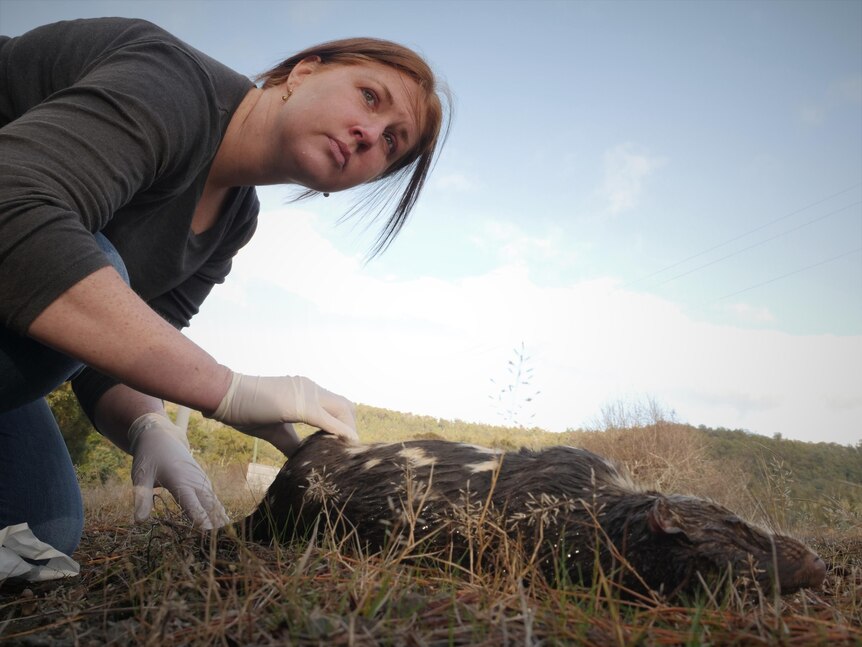 Woman looking into the distance while crouched over and handling the leg of a dead quoll on a road.