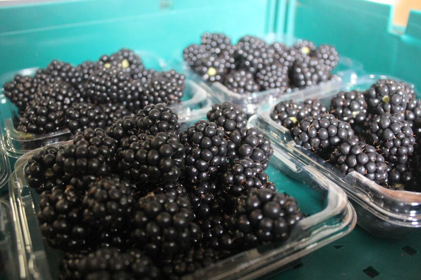 Blackberries in punnet