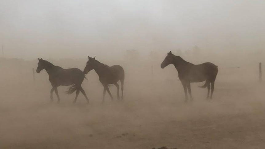 Three standardbred horses weather a dust storm in their paddock at Lewiston, South Australia.