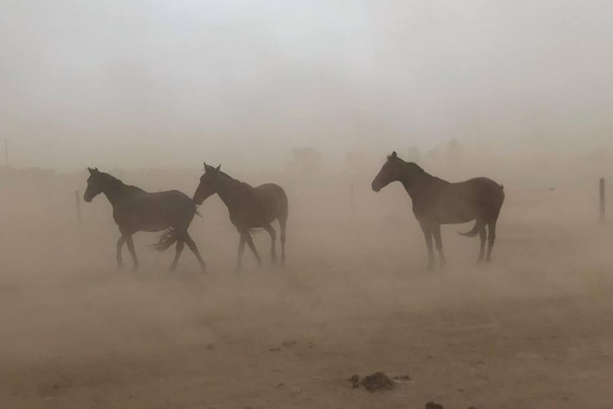 Three standardbred horses weather a dust storm in their paddock at Lewiston, South Australia.