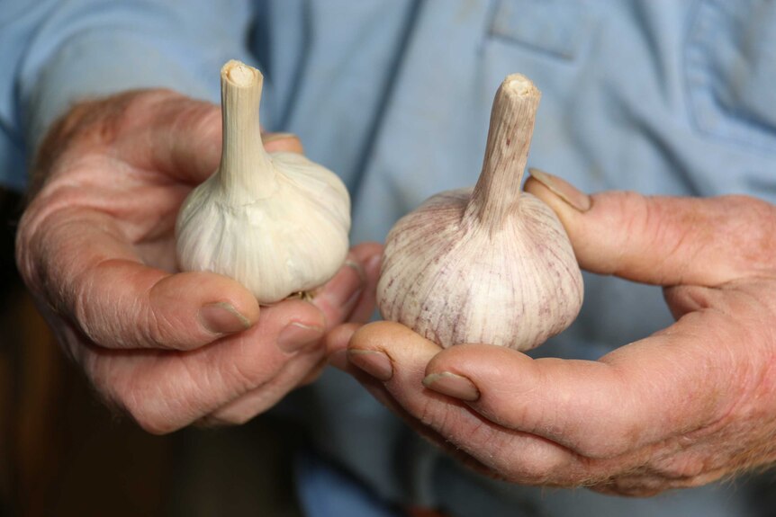 Two bulbs of garlic held in farmer Chris Fowler's hands.