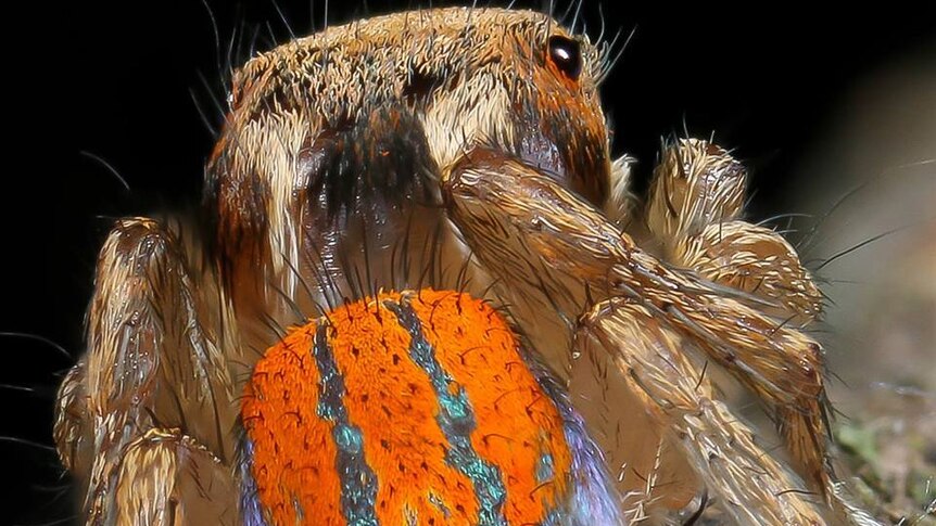 Close up of a spider with a vibrant orange back with blue stripes