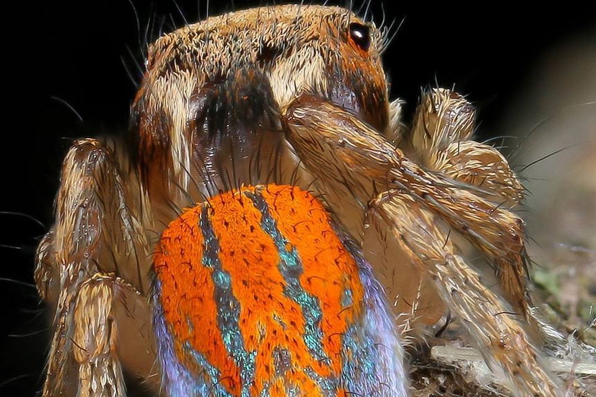 Close up of a spider with a vibrant orange back with blue stripes