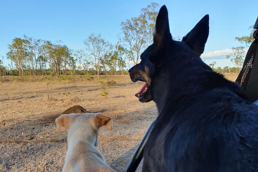 a puppy sits next to a big black dog facing away from the camera, looking out over bushland