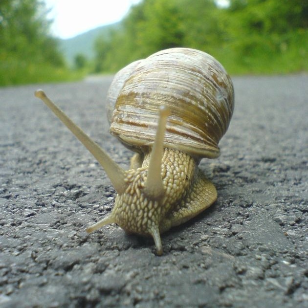 Scientists are planning a snail muster