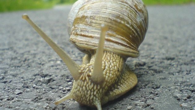 Scientists are planning a snail muster