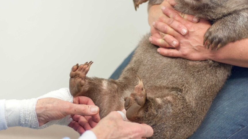 Caring for a wombat