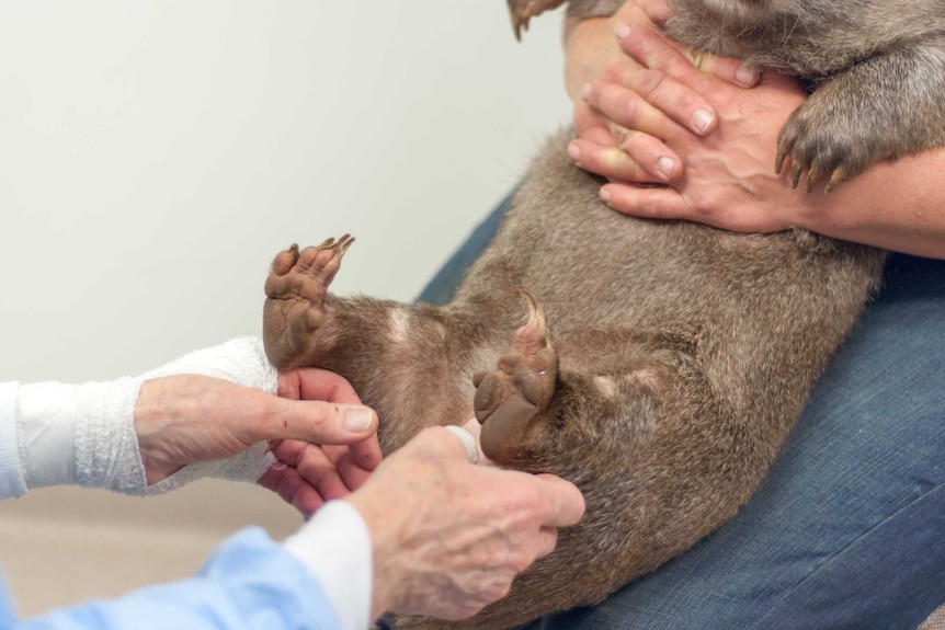 Caring for a wombat