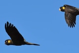 Large black birds with some yellow feathers in flight, with blue sky in the background