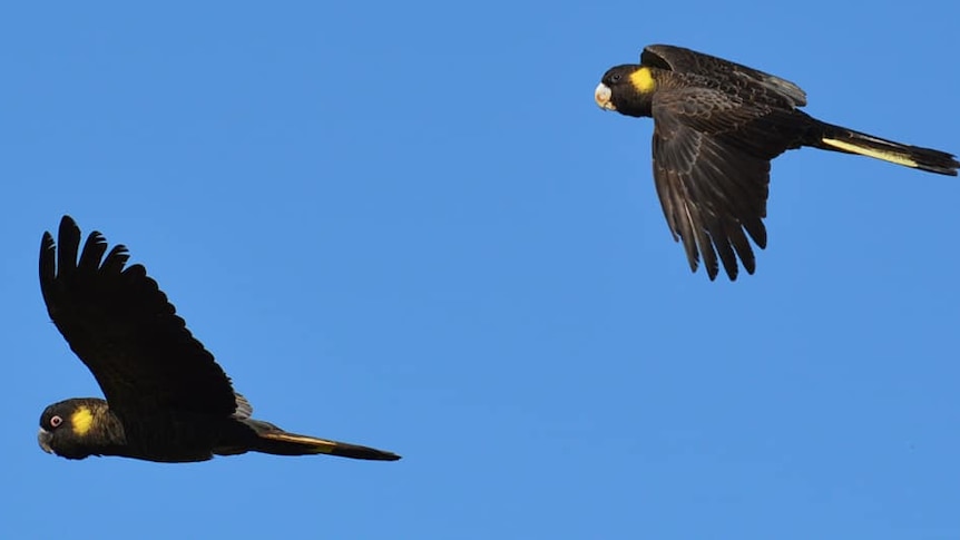 Large black birds with some yellow feathers in flight, with blue sky in the background