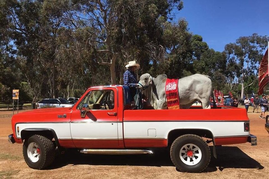 White bull stands in the back of a large white and red ute while wearing a red sash that says 'ACH Kalgan Stampede'.