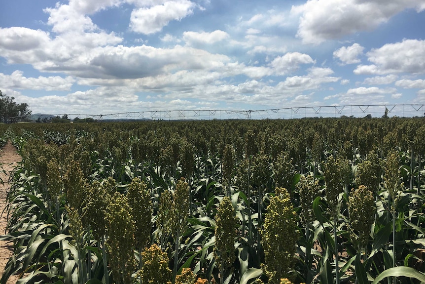 Irrigating sorghum