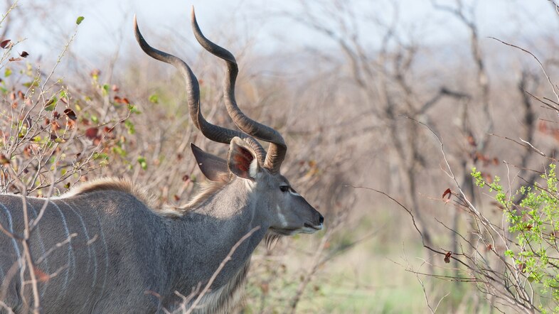 Male Kudu in wilderness Southern Africa