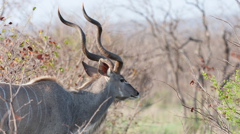 Male Kudu in wilderness Southern Africa