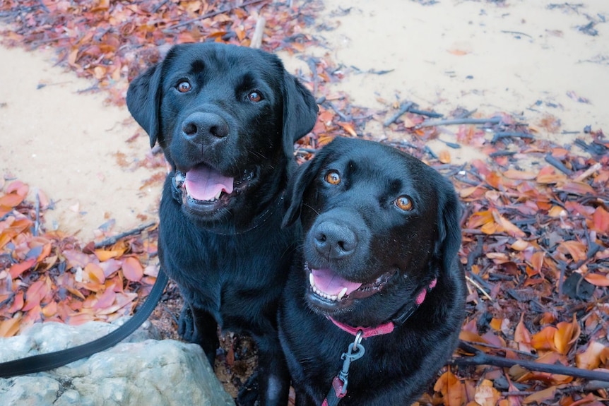 dogs Betty and Jet pose for the camera