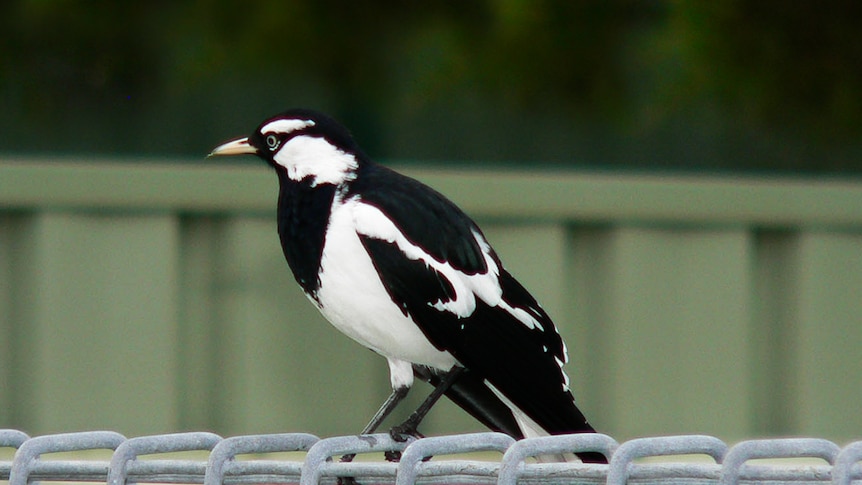 A black and white pee wee sitting on a metal fence