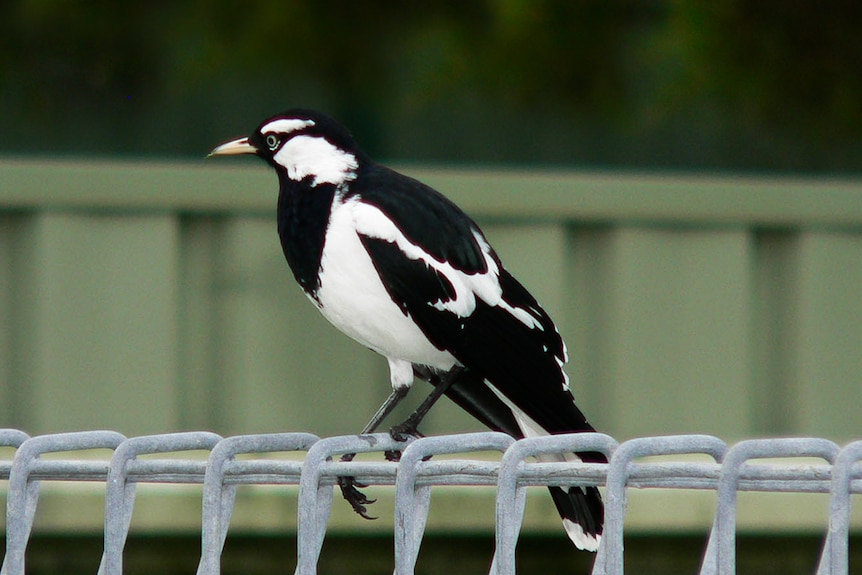 A black and white pee wee sitting on a metal fence