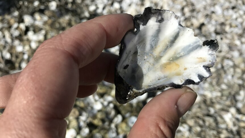 A close-up of an oyster shell being held by a person's two fingers, above pile of shells.