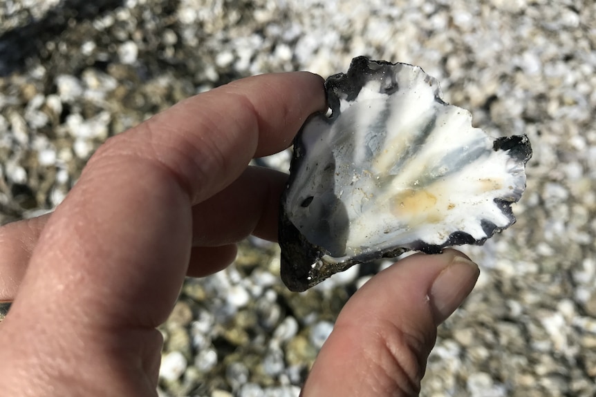 A close-up of an oyster shell being held by a person's two fingers, above pile of shells.