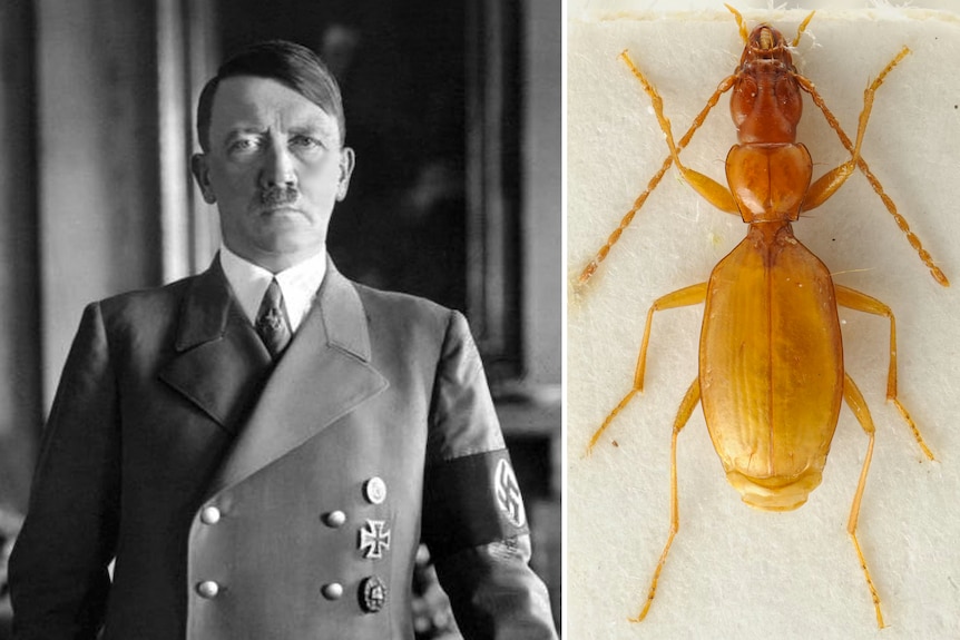 Side by side photos of Adolf Hitler and the rare Slovenian cave beetle Anophthalmus hitleri.